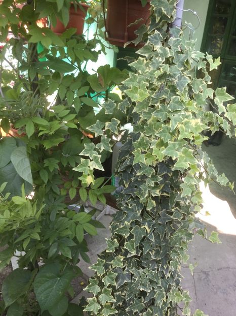 F89608C9-6752-43BE-87B8-CBF4848B855D - Flori 2019