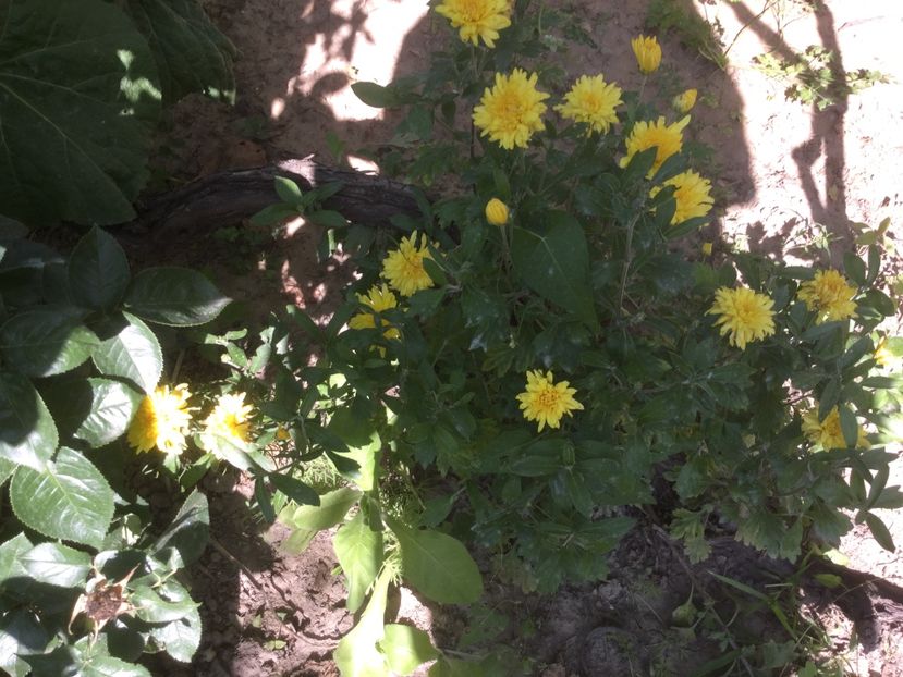 1C9F1F5D-40D2-4970-A645-08AA31865777 - Flori 2019