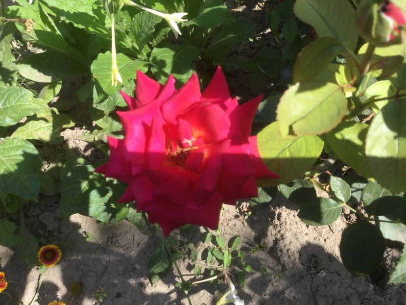 7282D636-BBE9-46AE-9E54-079CE2D1F597 - Flori 2019