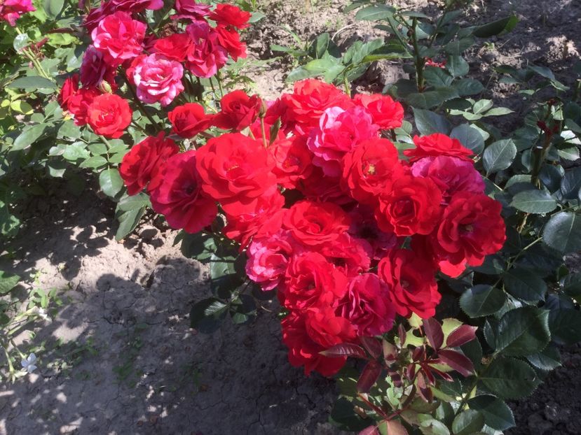 632B040B-E39A-473B-B64F-0563A029DD0A - Flori 2019