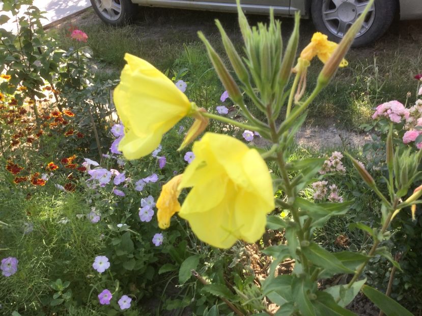 2B652874-071D-4283-A04A-2C444F2A0047 - Flori 2019