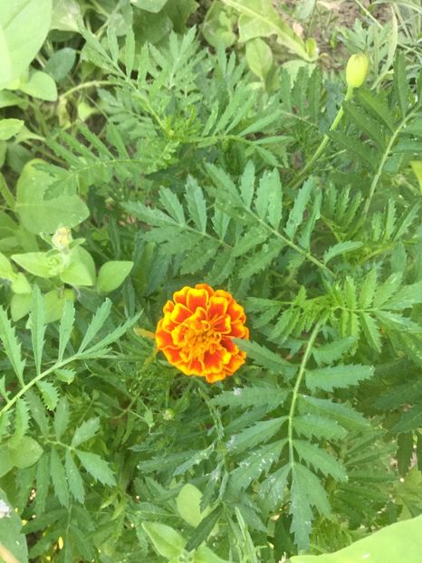 3E0E8B22-D88D-4D01-9CF6-5ABB3C3F02E2 - Flori 2019