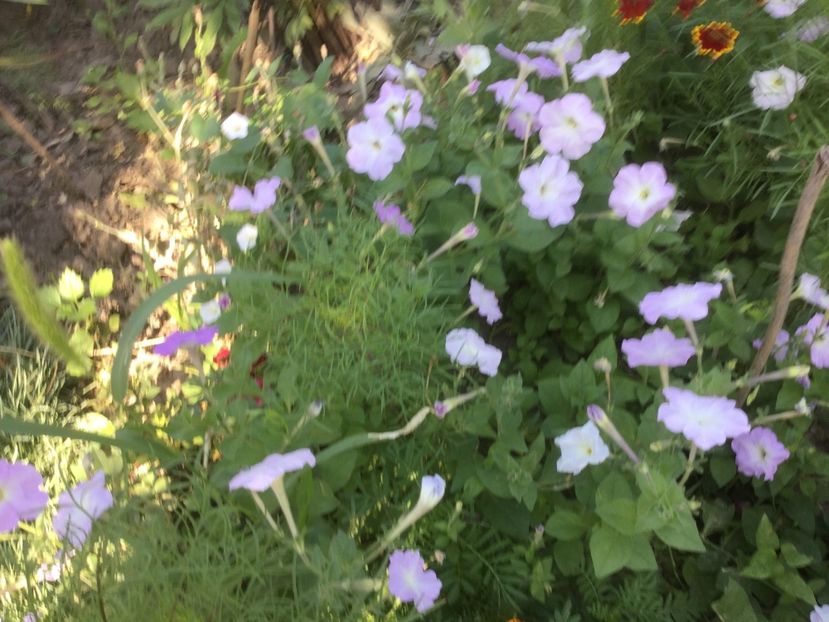 5D910458-024A-42A4-9787-72A718B304BF - Flori 2019