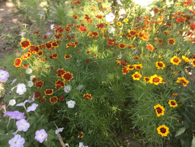 AA513515-8578-410F-9E4F-5ABE48308430 - Flori 2019