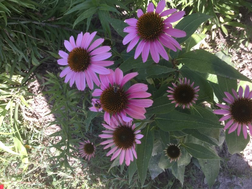 D8D787F7-A782-45F5-9D31-71FD34AF9D0B - Flori 2019