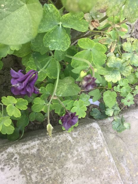 B498440F-1647-4A45-9C8A-1AEFFAE8C764 - Flori 2019