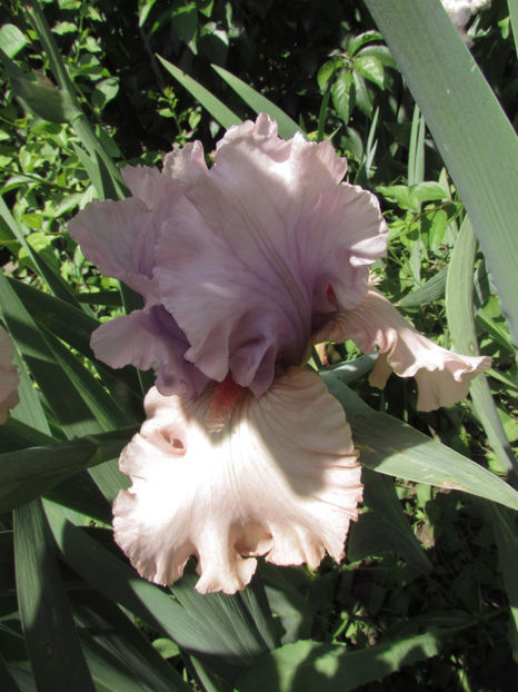  - A A Flori de gradina 1