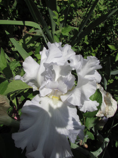  - A A Flori de gradina 1