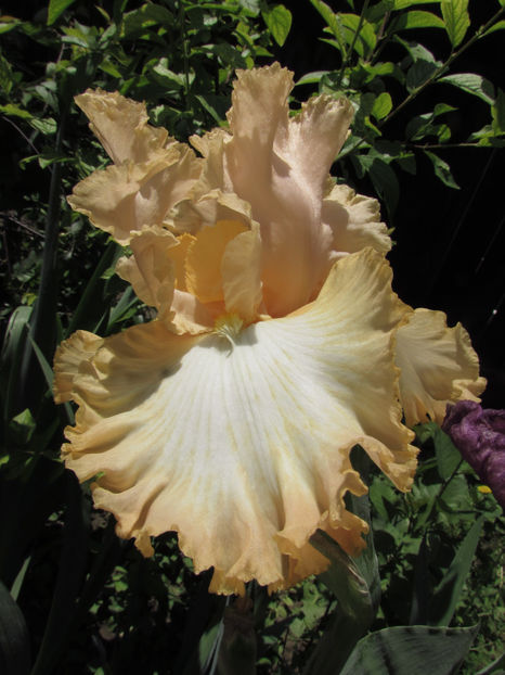  - A A Flori de gradina 1