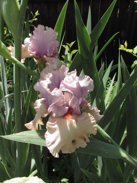  - A A Flori de gradina 1