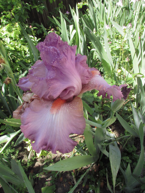  - A A Flori de gradina 1