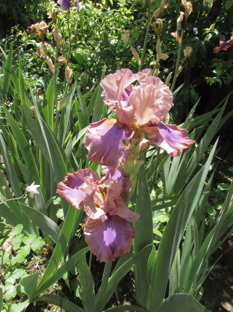  - A A Flori de gradina 1