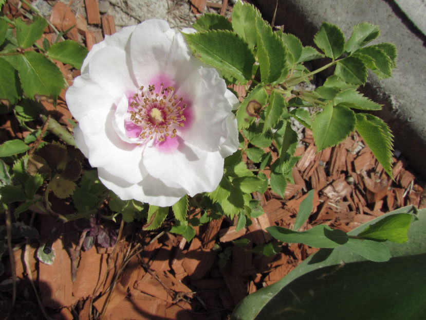  - A A Flori de gradina 1