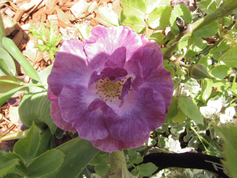  - A A Flori de gradina 1