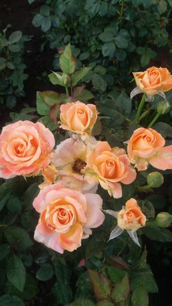 Flora danica a doua inflorire - Gradina 2019