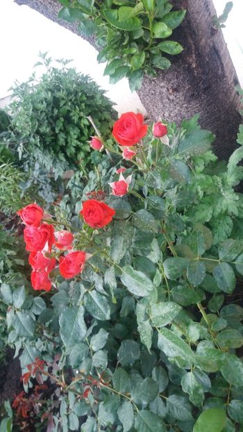 Hot rokoko - Gradina 2019