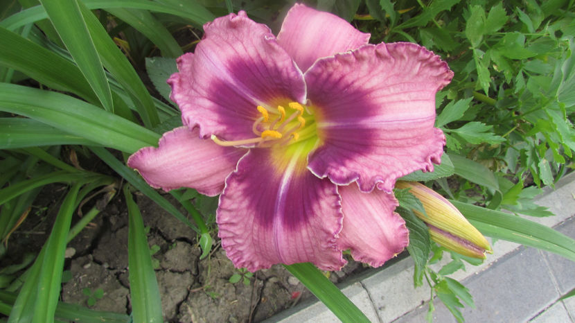 Russian ragtime - A A Flori de gradina 2