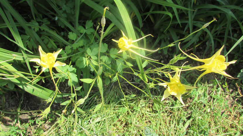  - A A Flori de gradina 2