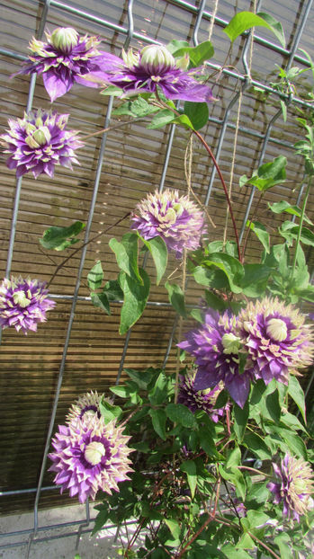  - A A Flori de gradina 2