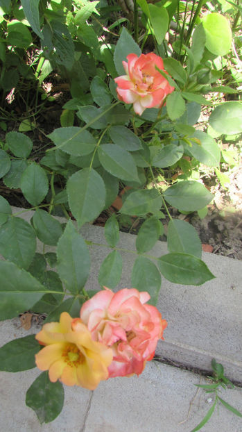  - A A Flori de gradina 2