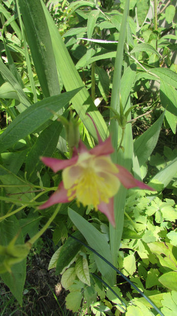  - A A Flori de gradina 2