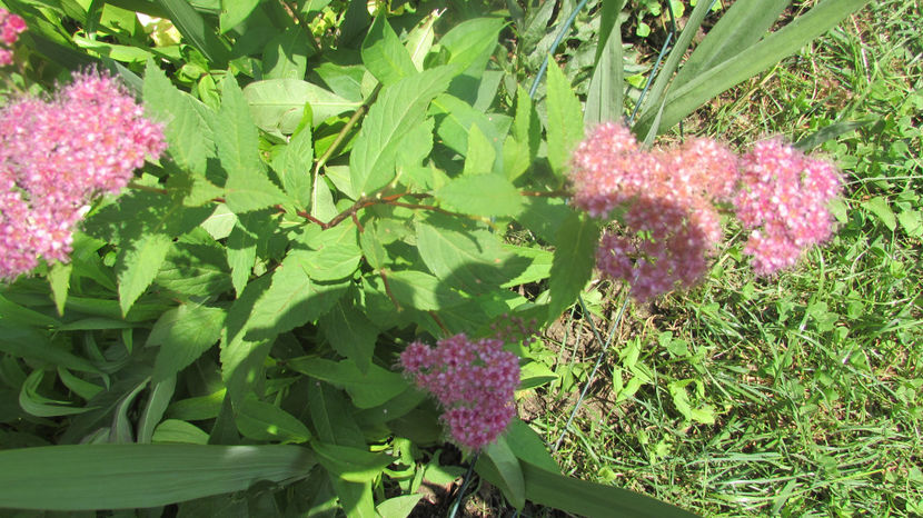  - A A Flori de gradina 2