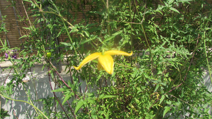  - A A Flori de gradina 2