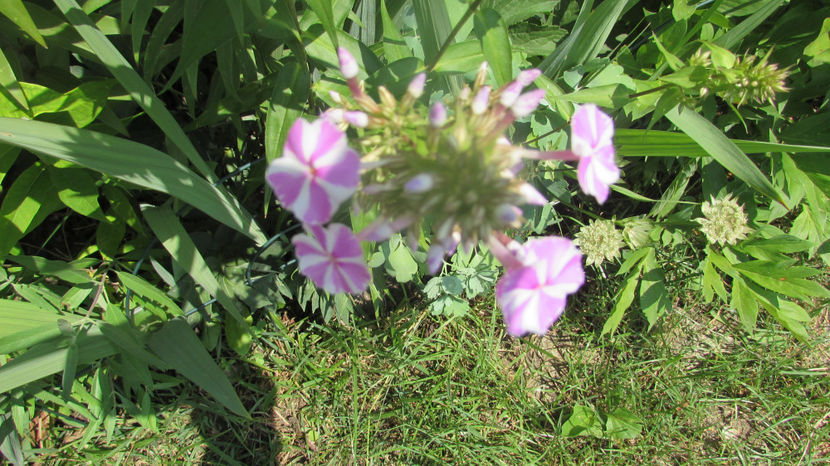  - A A Flori de gradina 2