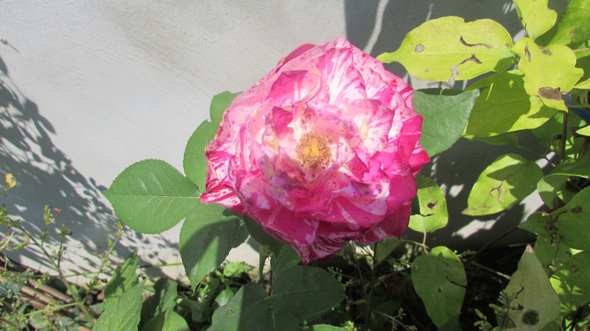  - A A Flori de gradina 2