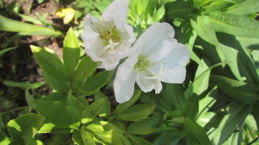  - A A Flori de gradina 2