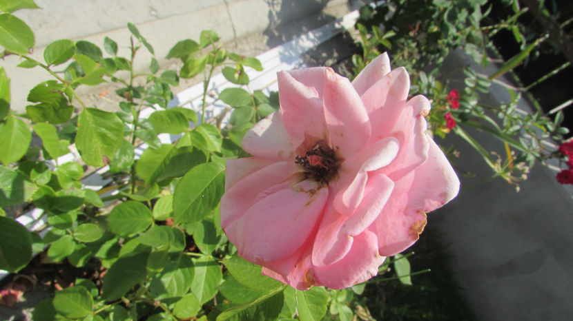  - A A Flori de gradina 2
