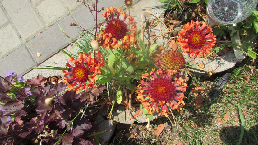  - A A Flori de gradina 2