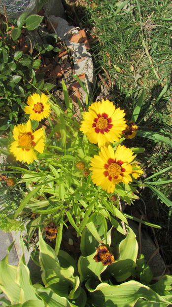  - A A Flori de gradina 2