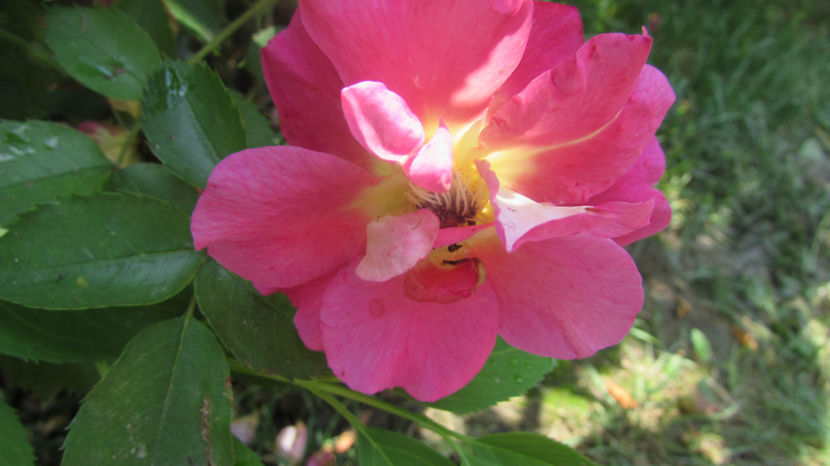  - A A Flori de gradina 2