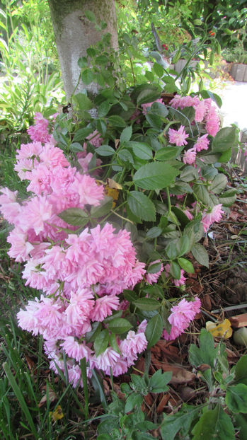  - A A Flori de gradina 2