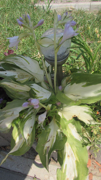  - A A Flori de gradina 2