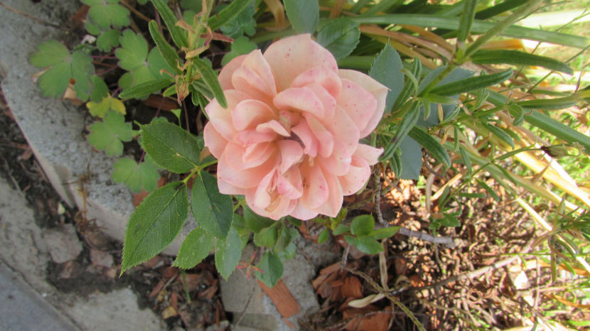  - A A Flori de gradina 2