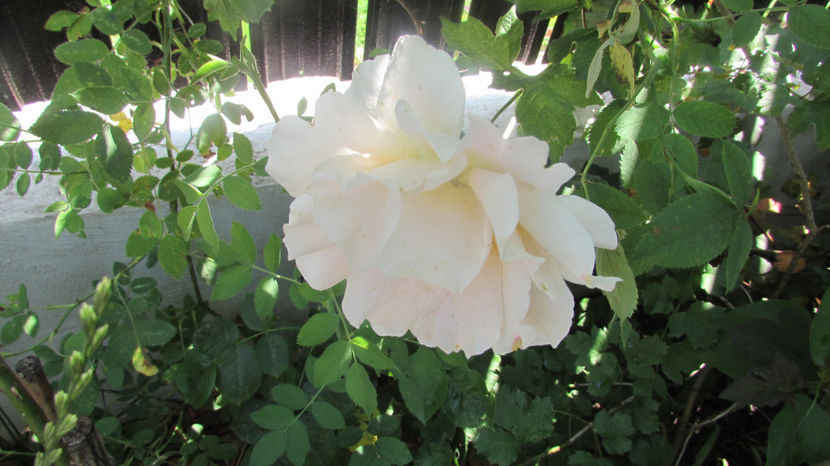  - A A Flori de gradina 2