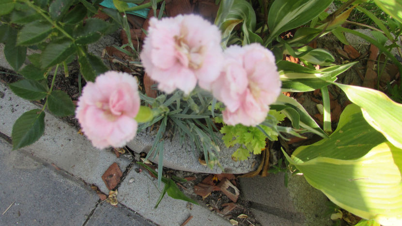  - A A Flori de gradina 2