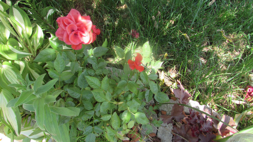  - A A Flori de gradina 2