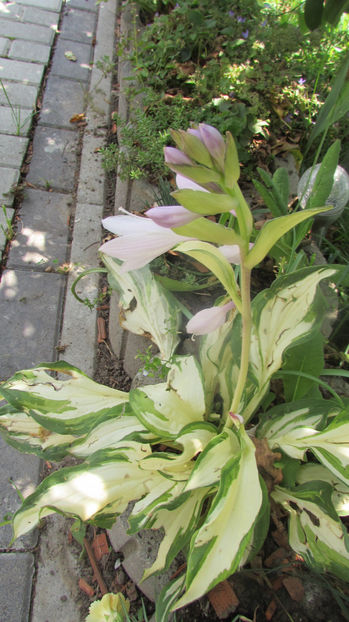  - A A Flori de gradina 2