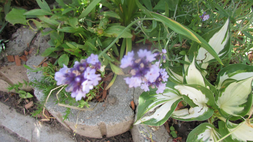  - A A Flori de gradina 2