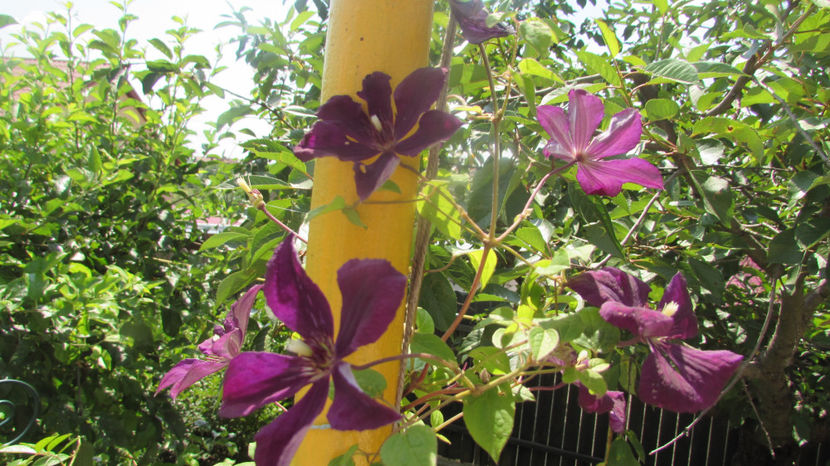  - A A Flori de gradina 2