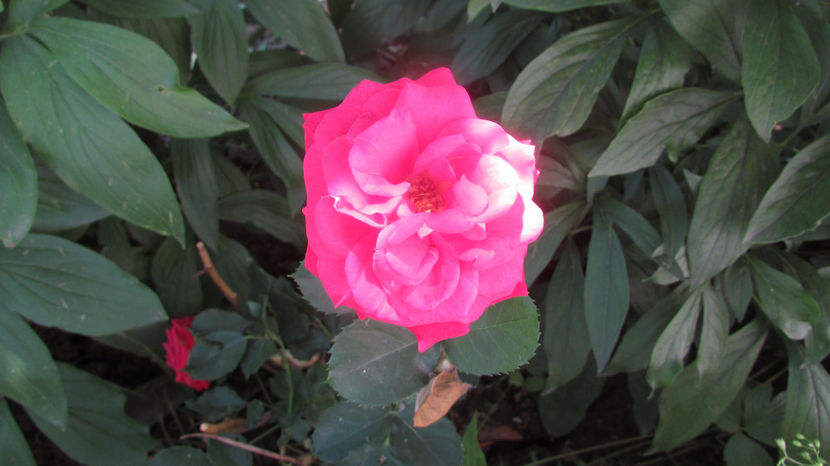  - A A Flori de gradina 2