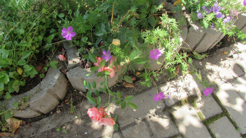  - A A Flori de gradina 2