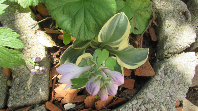  - A A Flori de gradina 2