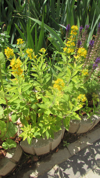  - A A Flori de gradina 2