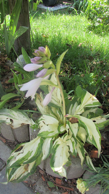  - A A Flori de gradina 2