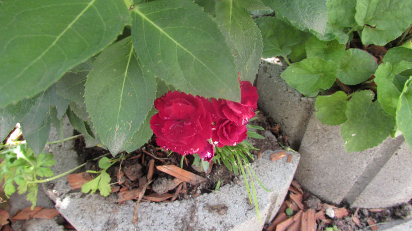  - A A Flori de gradina 2