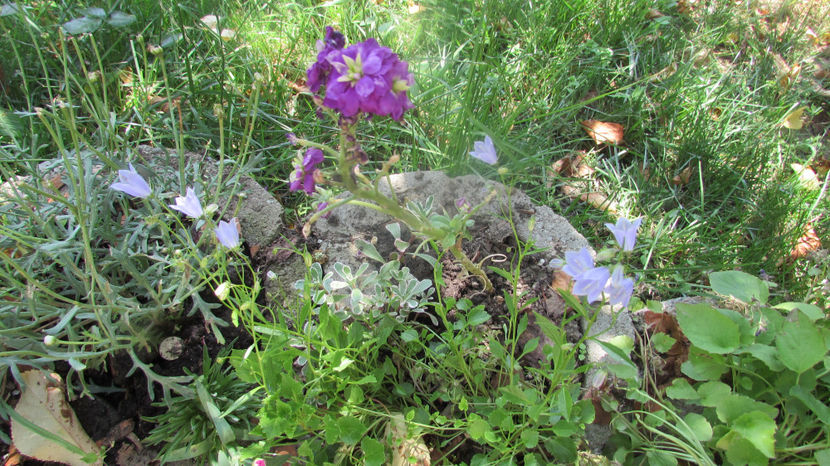  - A A Flori de gradina 2